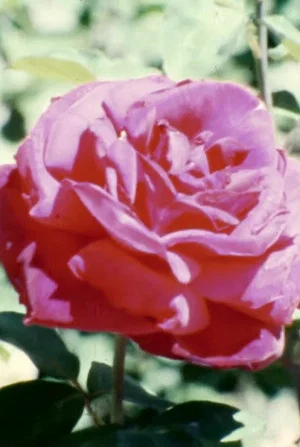Постер: Alchemical Botany