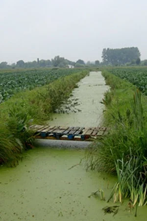 Постер: Return to the Brouck: The Fenland, 40 Years On