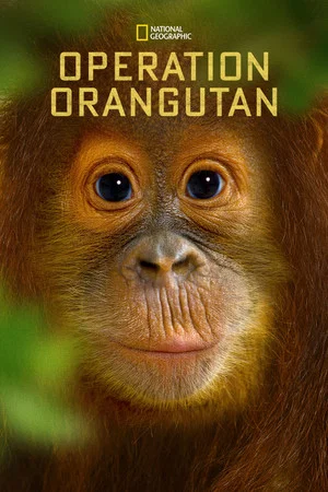 Постер: Operation Orangutan