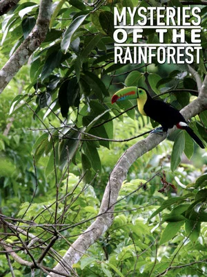 Постер: Mysteries of the Rainforest