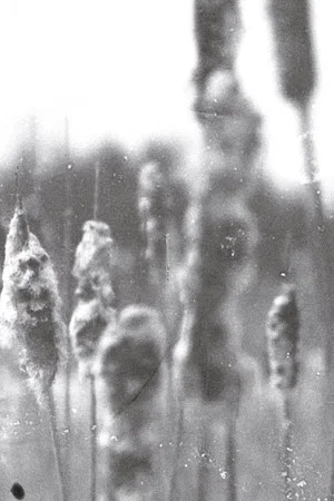 Постер: Phenomena