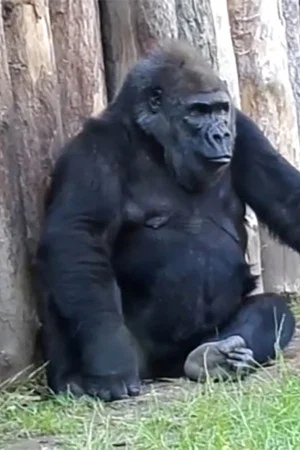 Постер: Gorilla Milk