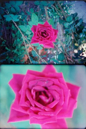 Постер: Rose
