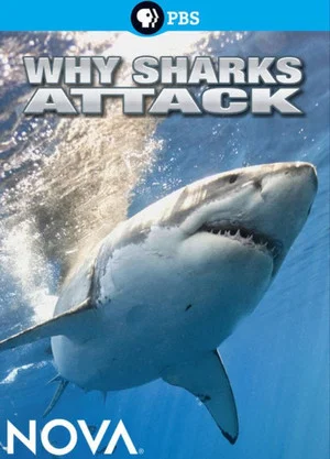 Постер: Why Sharks Attack