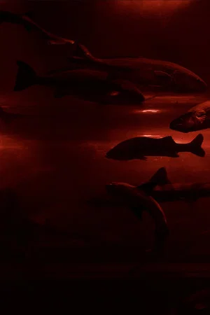 Постер: Red Wave​