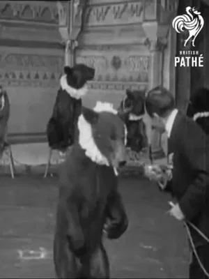 Постер: Trained Bears