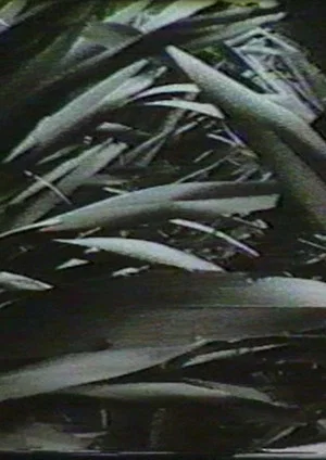 Постер: Sensation '77: Mimicry