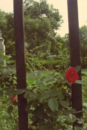 Постер: The Rose