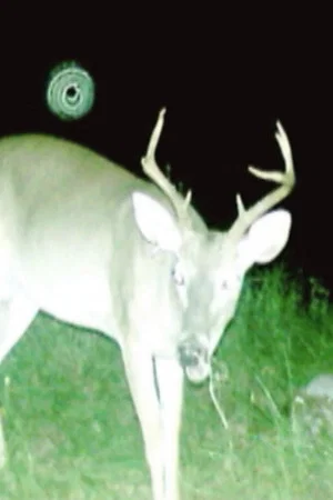 Постер: Deer Census