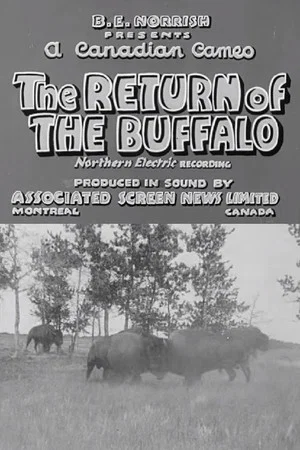 Постер: Return of the Buffalo
