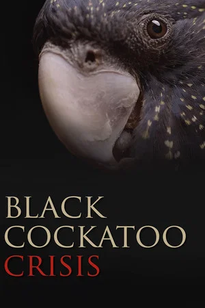 Постер: Black Cockatoo Crisis