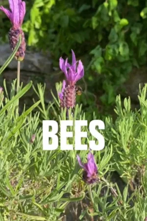 Постер: Bees