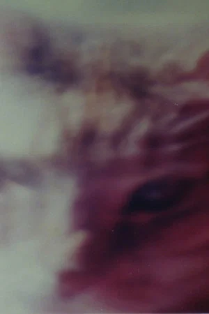 Постер: Two Cats