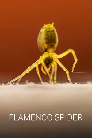 Постер: Flamenco Spider