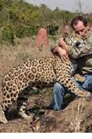 Постер: Jaguars, nés pour être libres