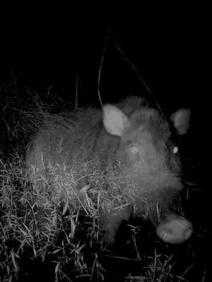 Постер: Camera Trap