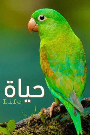 Постер: Life