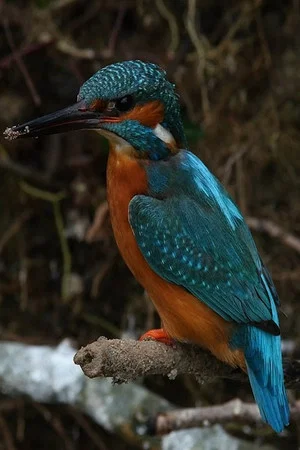 Постер: La Rivière