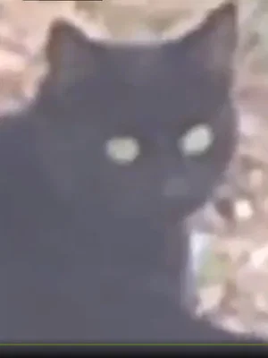 Постер: The Gaze