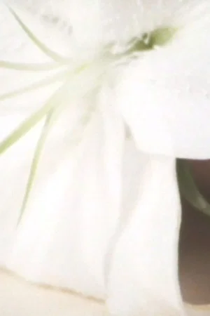 Постер: Lily in the Glass