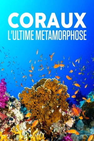 Постер: Corals, the ultimate metamorphosis