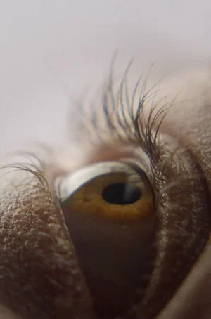 Постер: Eyelash