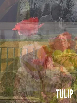 Постер: Tulip