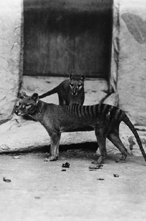 Постер: Thylacine Footage