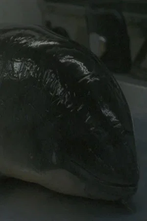 Постер: Necropsy of a Harbour Porpoise (Seeing From our Eyes into Theirs)