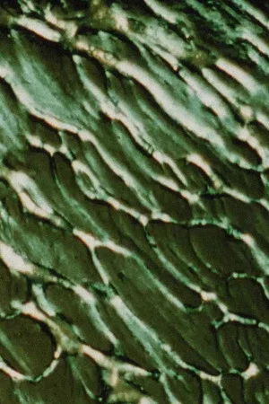 Постер: The Galilean Satellites - Europa