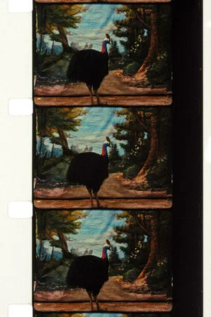 Постер: Cassowary