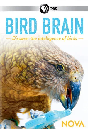 Постер: NOVA: Bird Brain