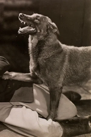 Постер: The Hound of Silver Creek