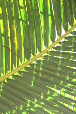 Постер: Tree Again
