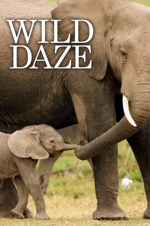 Постер: Wild Daze
