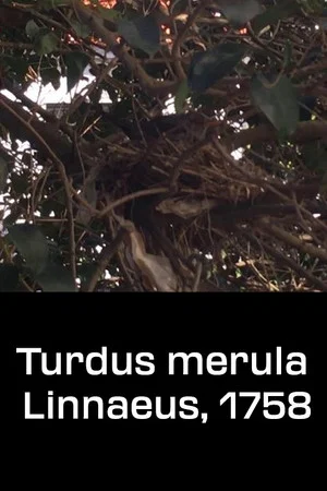 Постер: Turdus merula Linnaeus, 1758