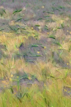Постер: Blés, Agenvillers