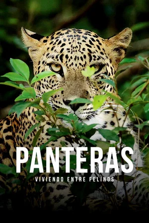 Постер: Panteras: viviendo entre felinos