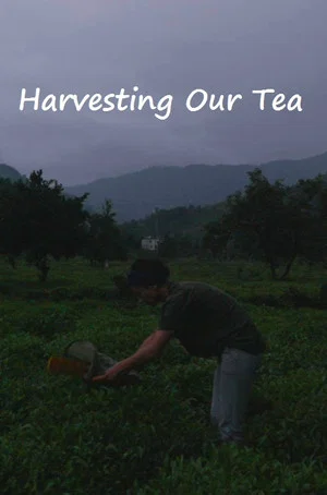 Постер: Harvesting Our Tea