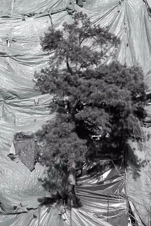 Постер: The Tree