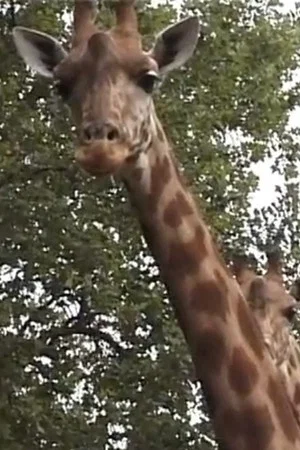 Постер: Girafe