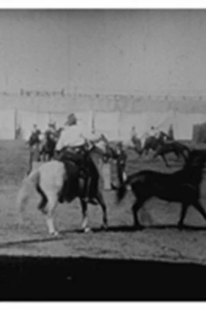 Постер: Buffalo Bill: lassage de chevaux