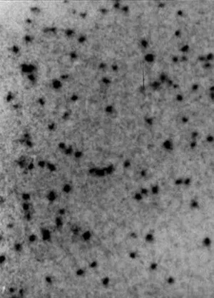 Постер: Gnats