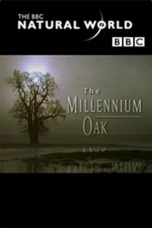 Постер: The Millennium Oak