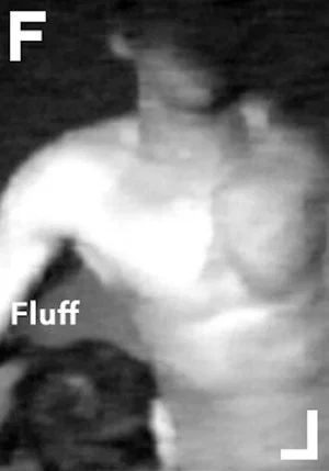 Постер: Fluff
