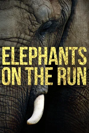 Постер: Elephants on the Run