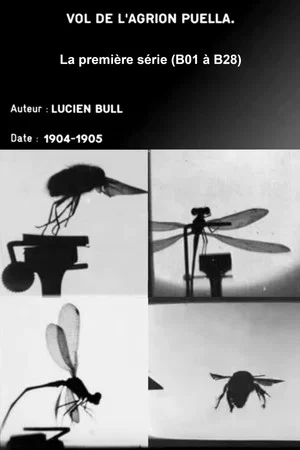 Постер: Series 1 (insect flights)