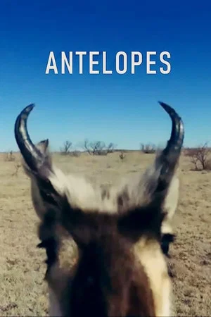Постер: Antelopes