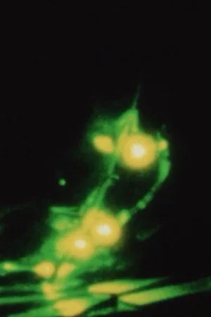 Постер: Matters of Bioluminescence