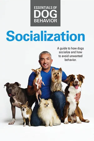 Постер: Essentials of Dog Behavior: Socialization